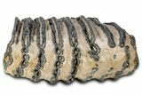Partial Southern Mammoth Molar - Hungary #357023-2